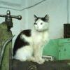 Котэ токарь