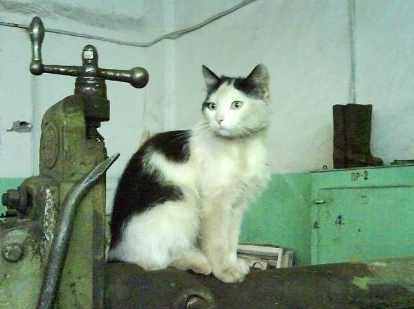 Котэ токарь