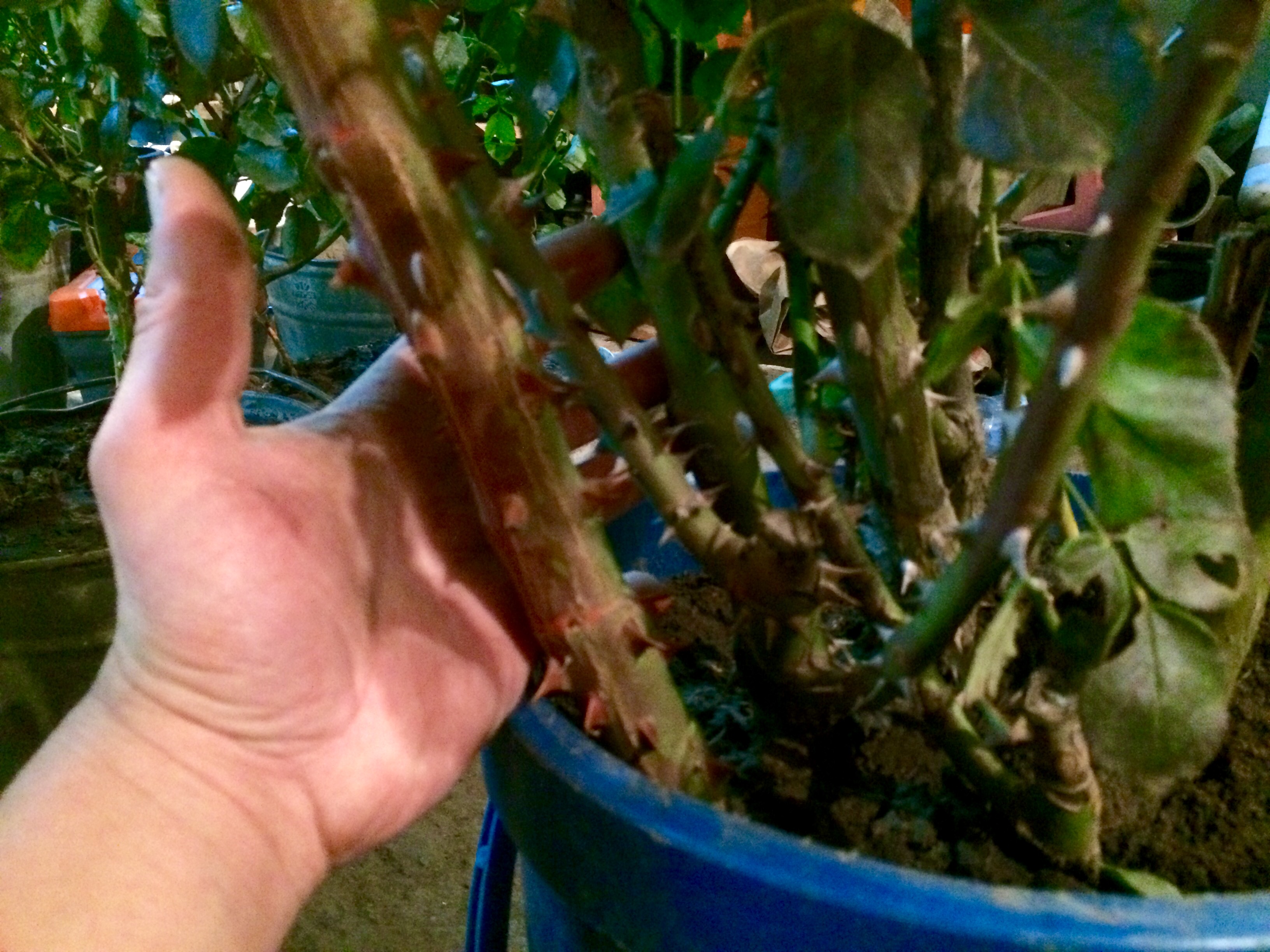 Рука Саныча и Шипы