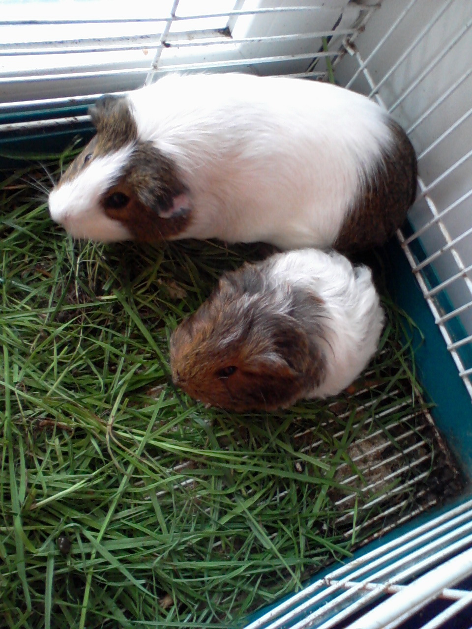 расти большой, как мама