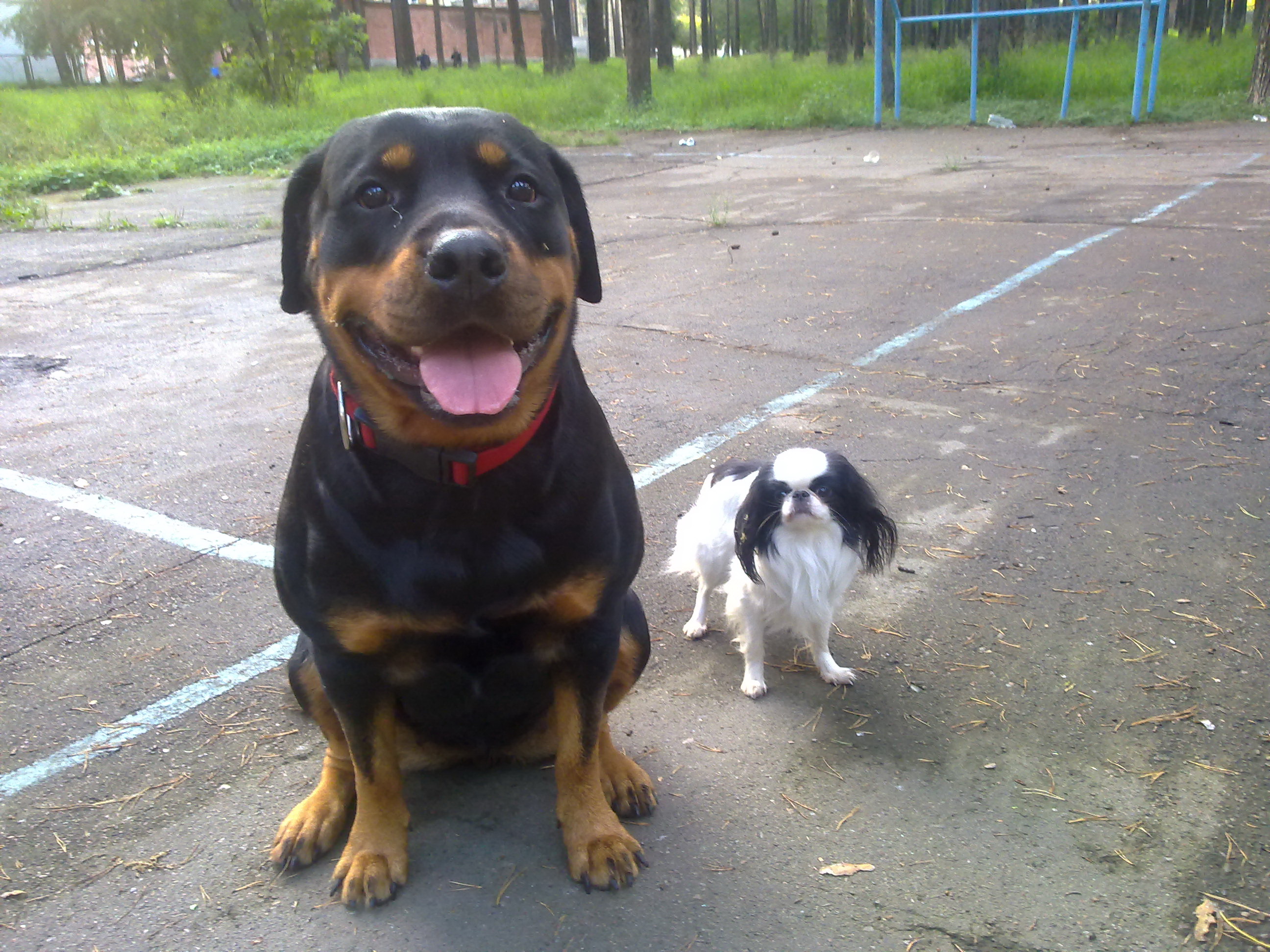 Вот так и живем парой