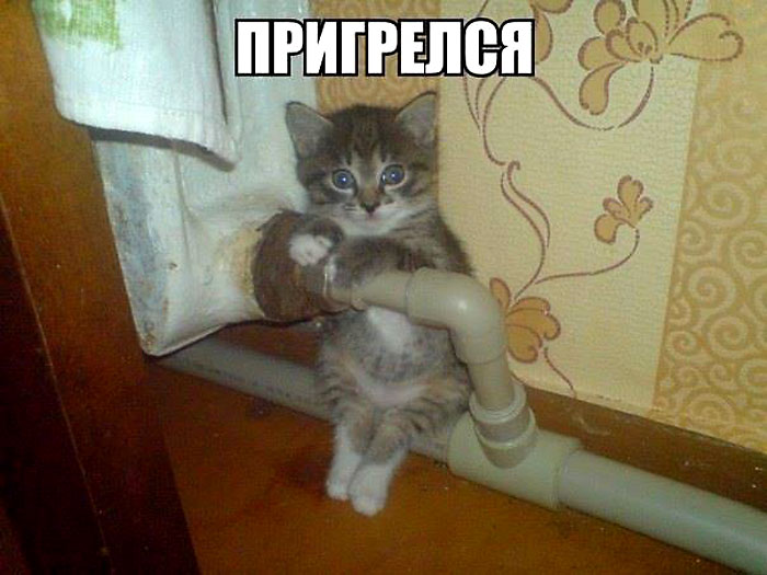 Пригрелся
