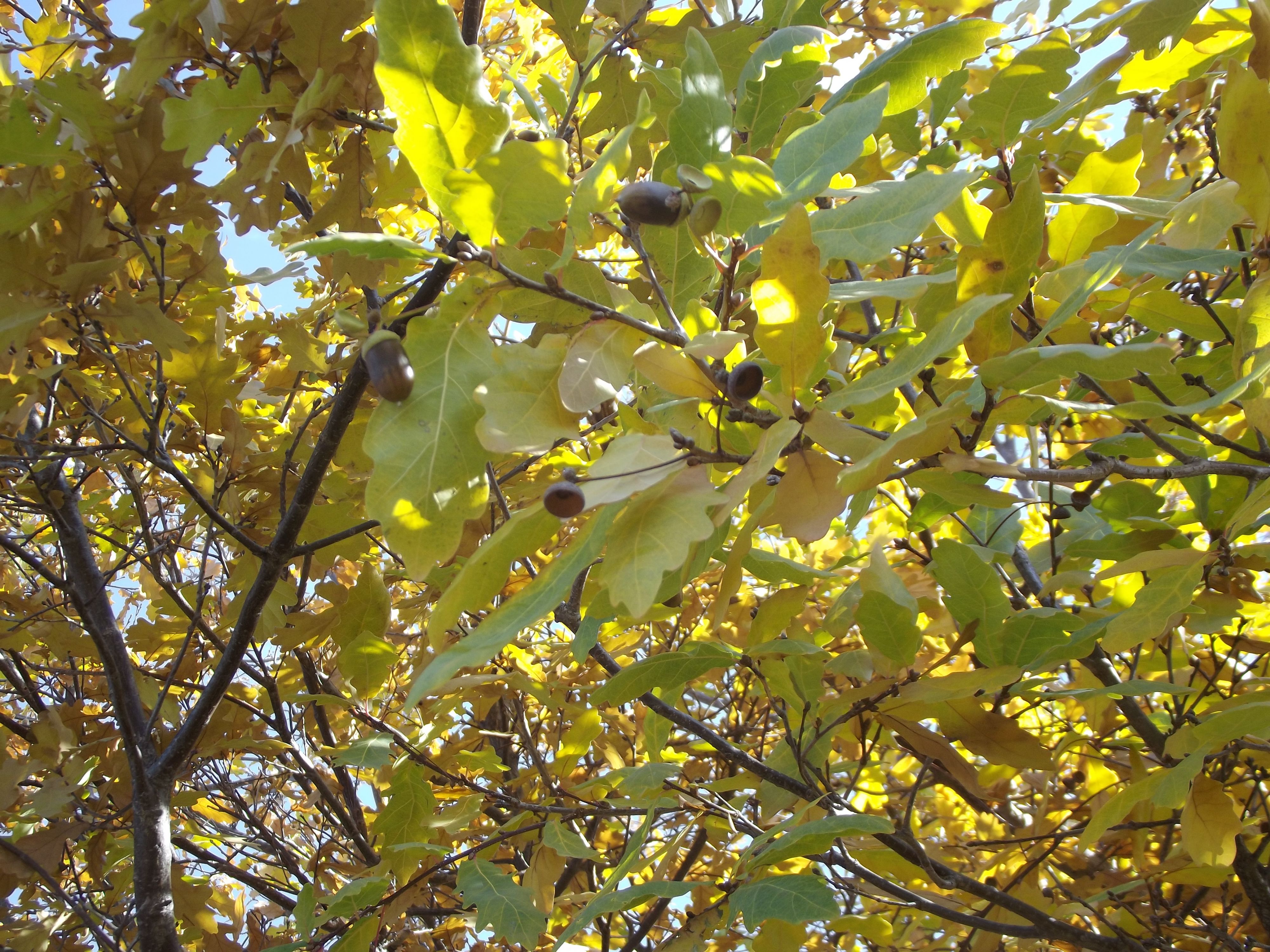 дуб желудёвый