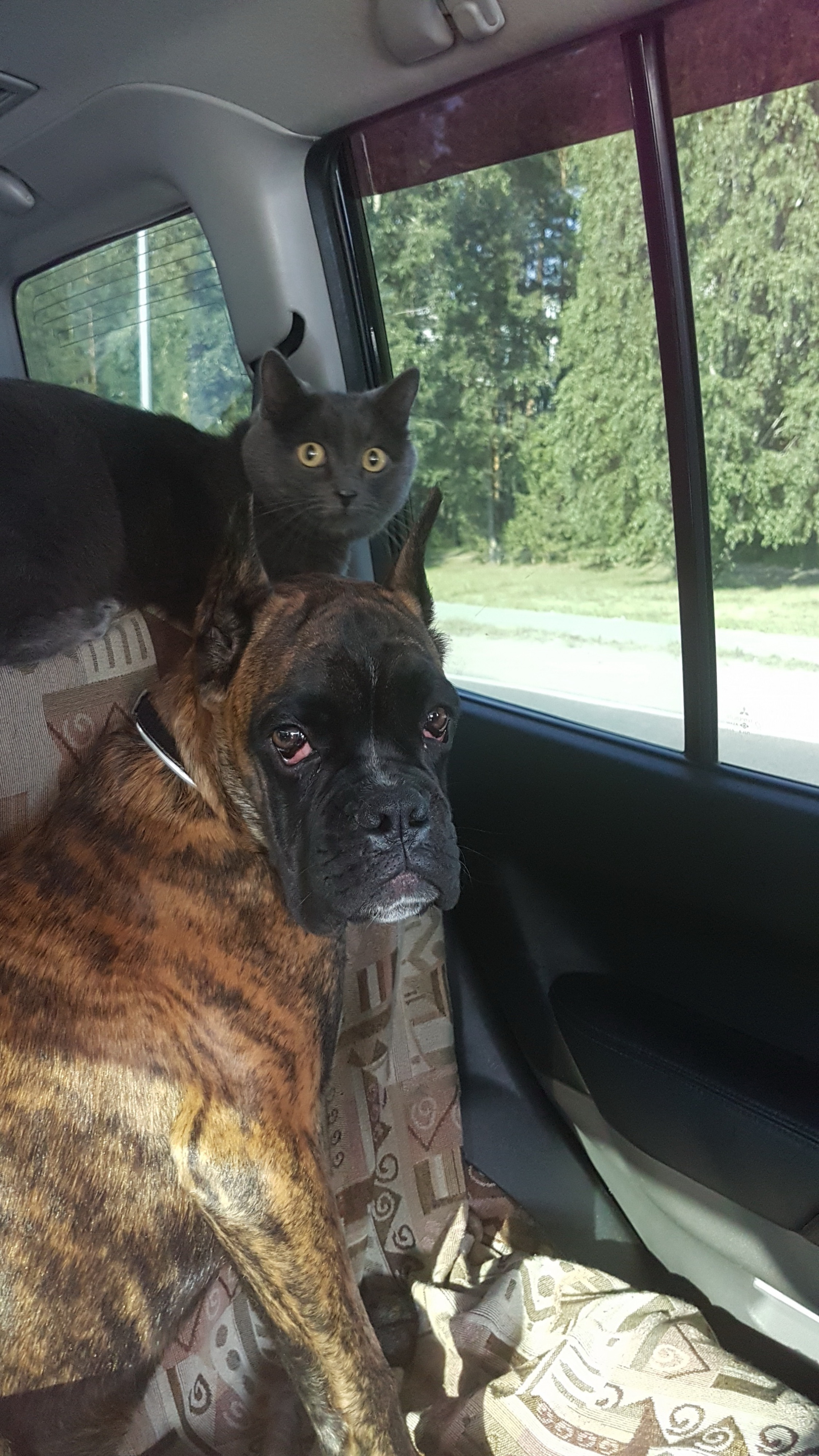 Тра та та тра та та, мы везем с собой кота))