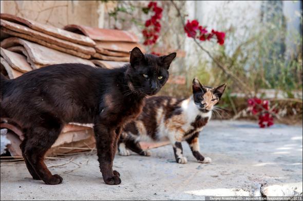 Котэ