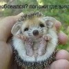 Еж