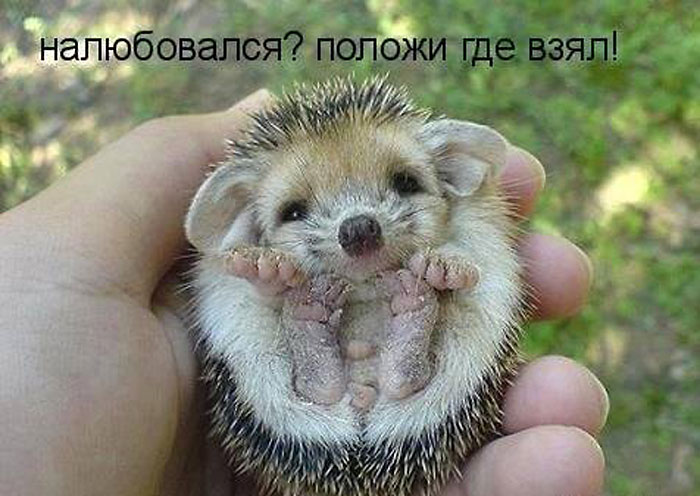 Еж