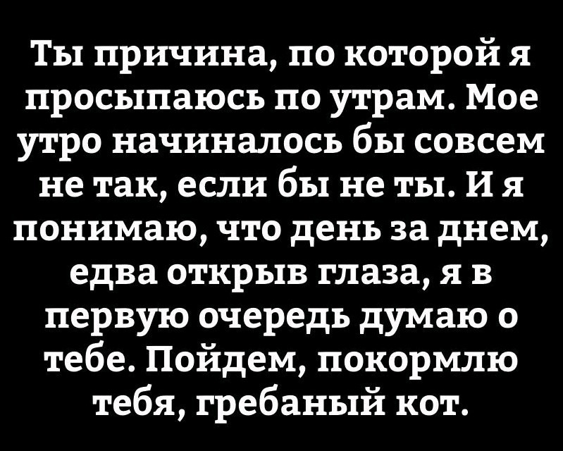 Котэ-причина