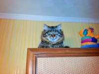 кот-узкоглаз)))))))