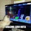 Плазма для кота