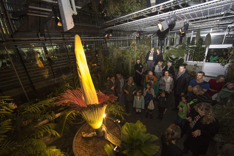 самый большой в мире цветок Титан Арум (Аморфофаллус титанический)