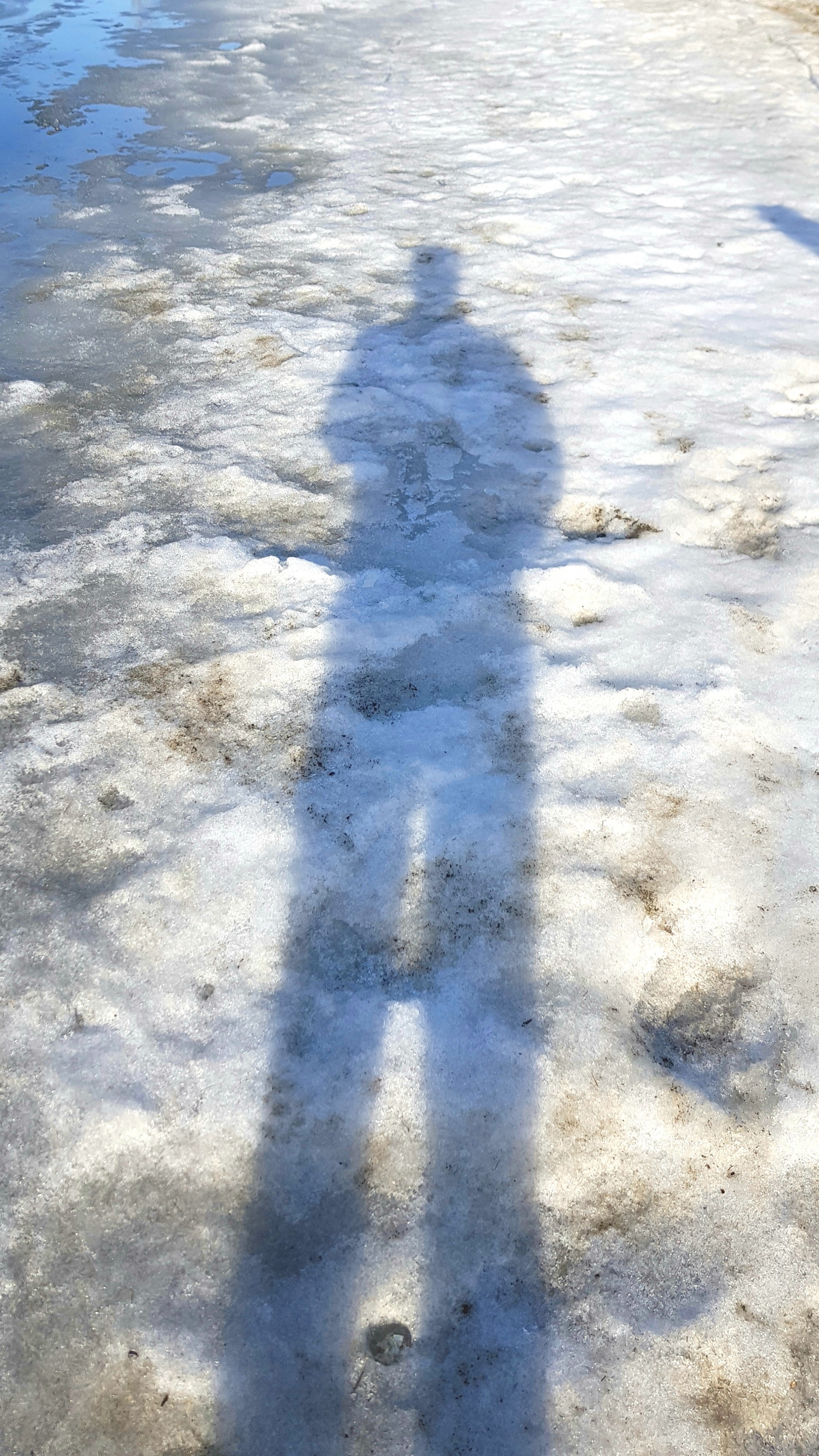 сирёгина тень снежноподтаявшаянасолнышке))))))