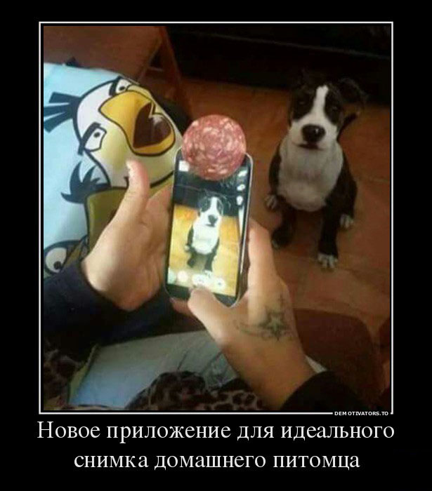 Приложение для снимка питомца