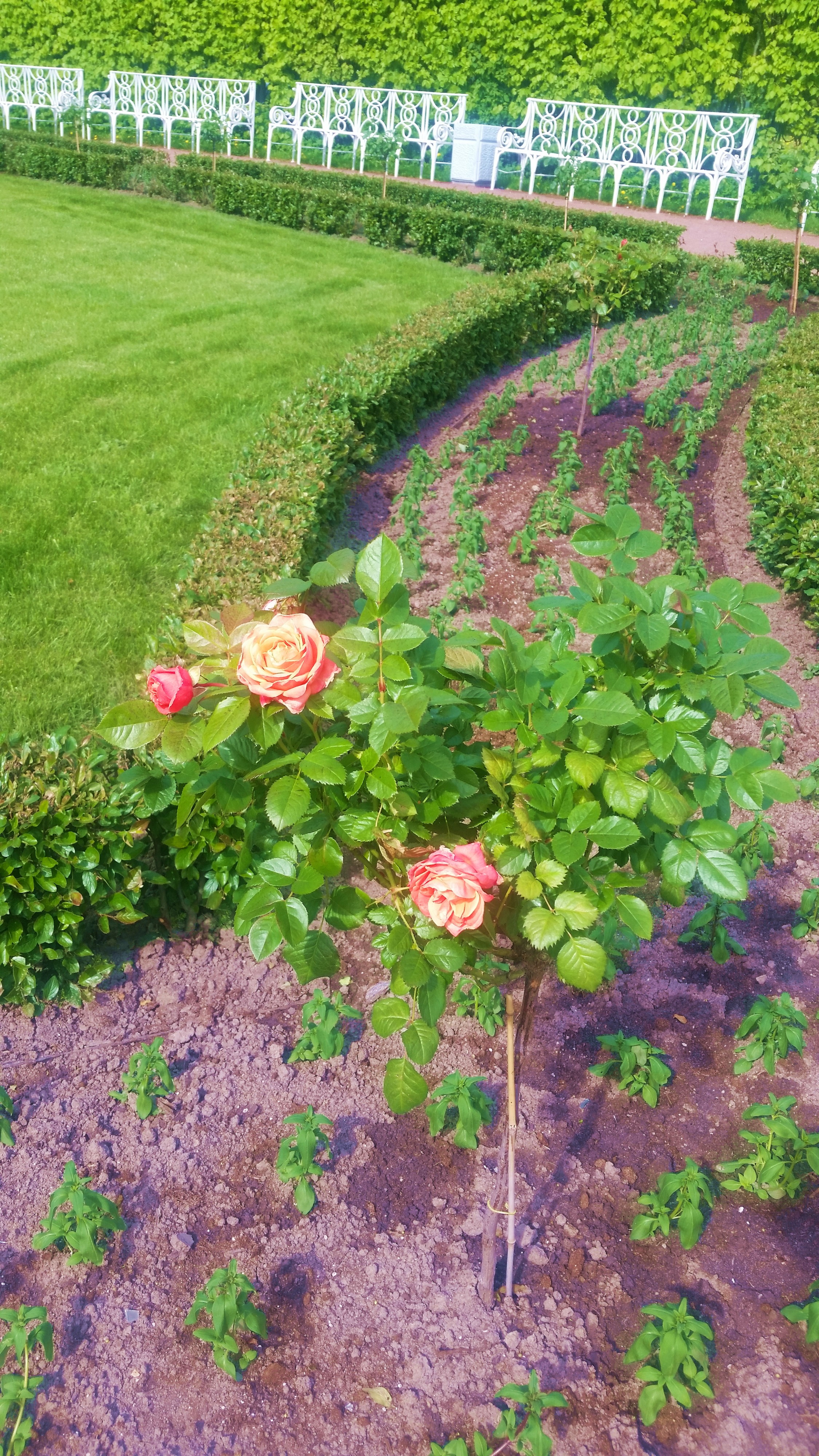 Моё, Санкт-Петербург, город, хорошо, Пушкин