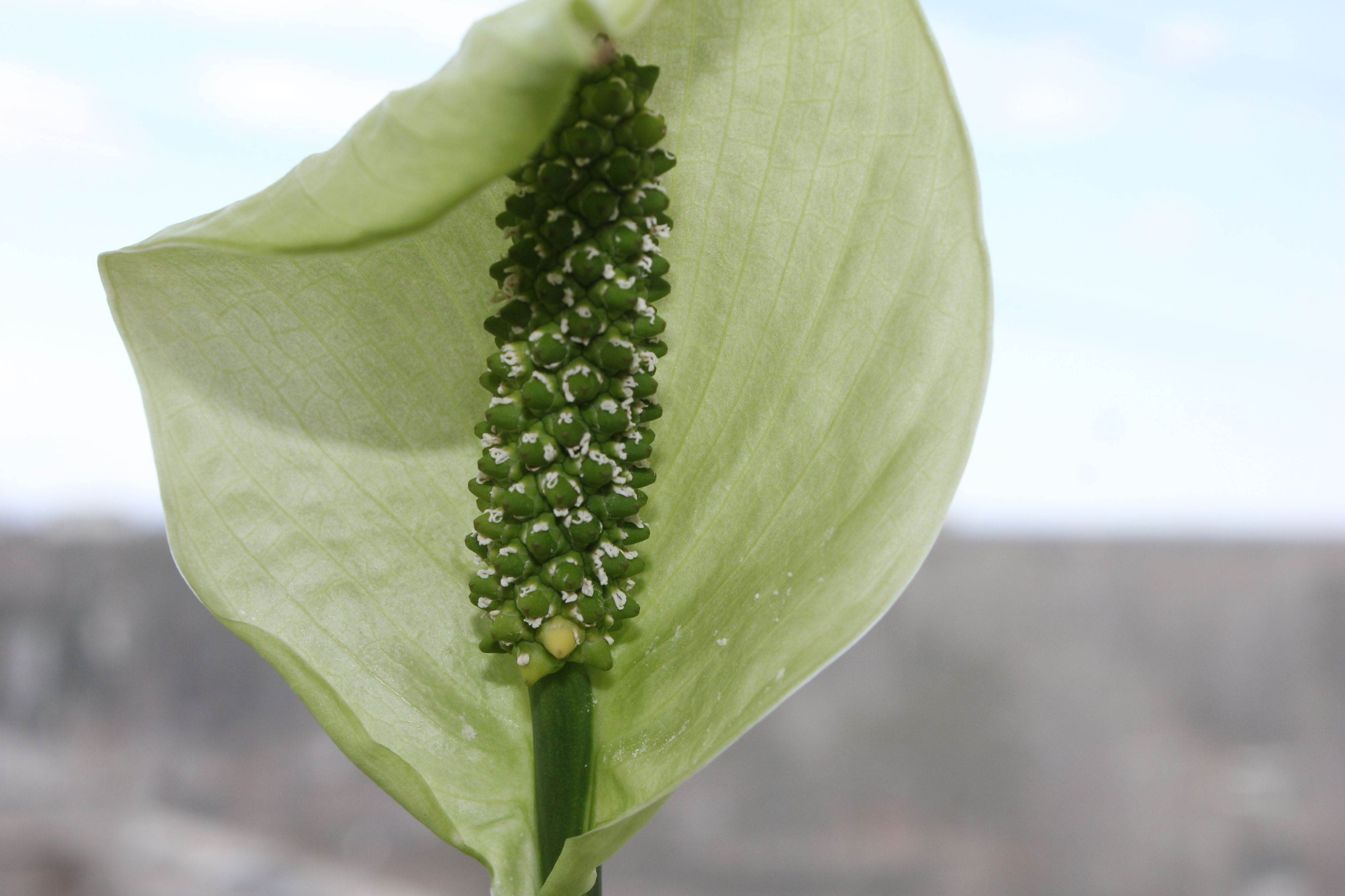 Красиво,а как называется не знаю.