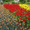 Моё, Санкт-Петербург, город, хорошо, фестиваль тюльпанов Моё, Санкт-Петербург, город, хорошо, фестиваль тюльпанов