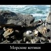 Морские котики Морские котики