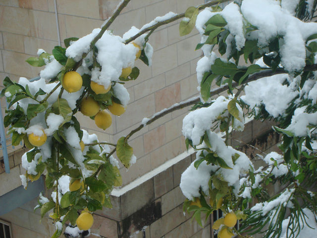 Зима в Израиле 2013г.