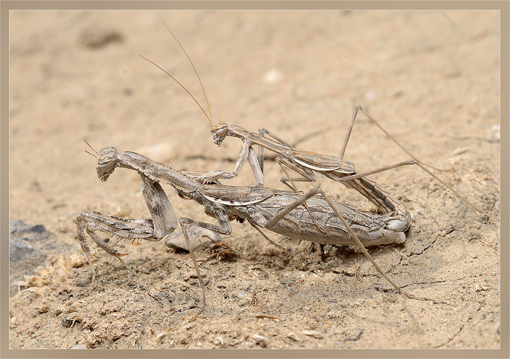 богомол богомолиху богомолит))))))