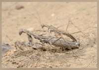 богомол богомолиху богомолит)))))) богомол богомолиху богомолит))))))