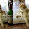 Котэ Котэ