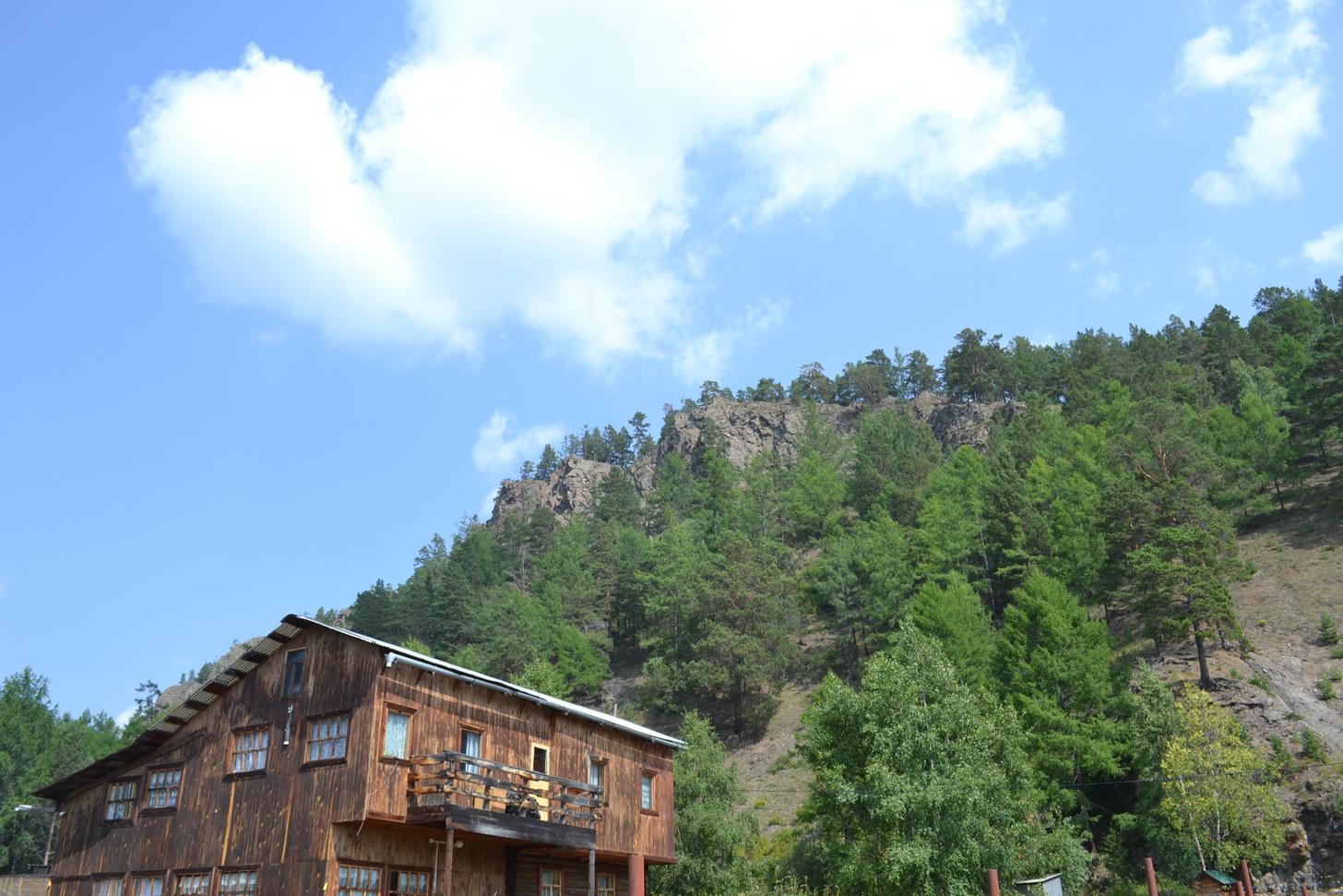 Большие КОты))))))