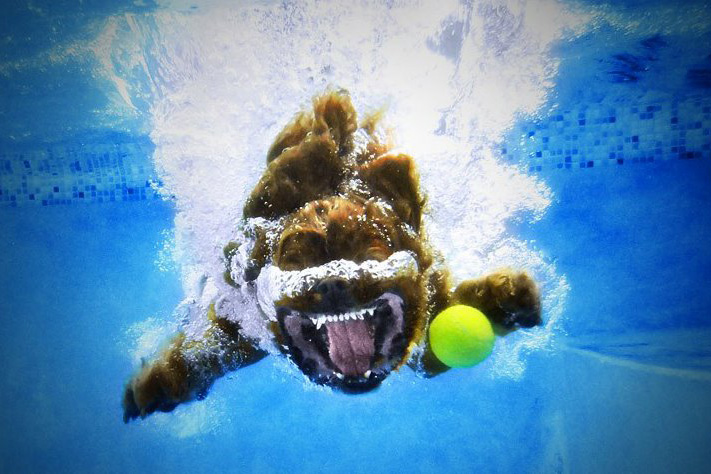 Висёлые сабачки)))))))