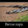 Витая пара