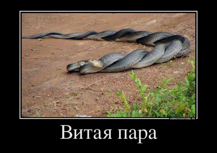Витая пара