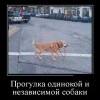 Прогулка независимой собаки Прогулка независимой собаки