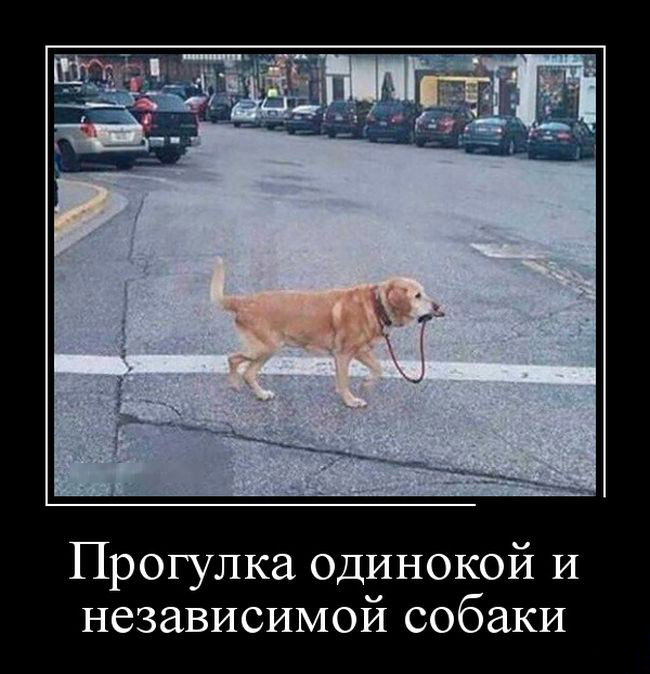 Прогулка независимой собаки