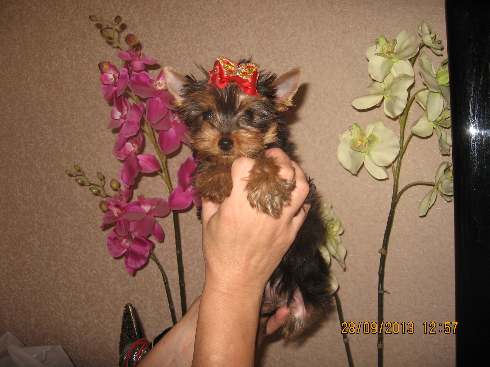 щенок йоркширского терьера