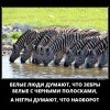 Зебры Зебры