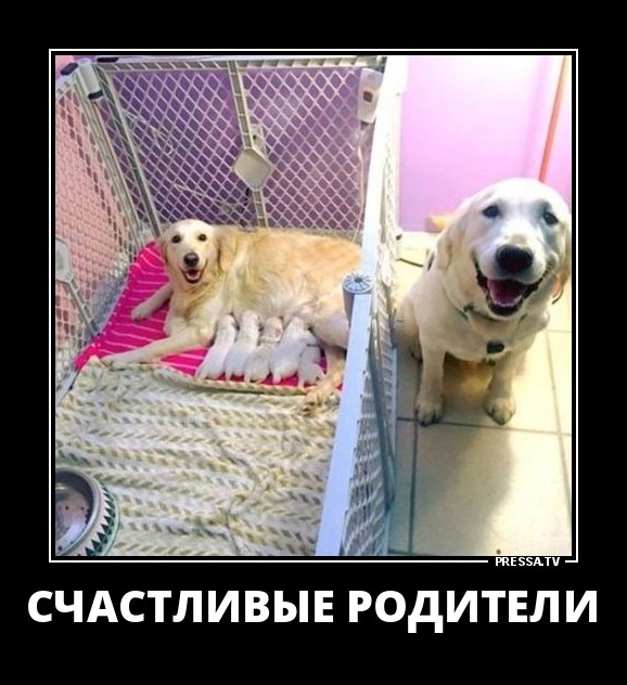Счастливые родители