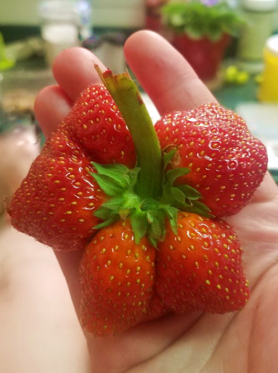 клубничище)))))