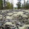 пленер пленер