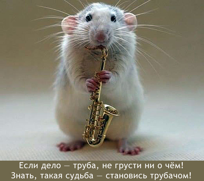 Трубач