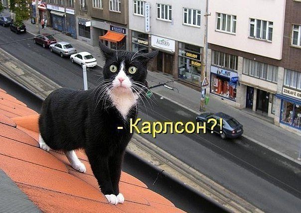 Котэ6