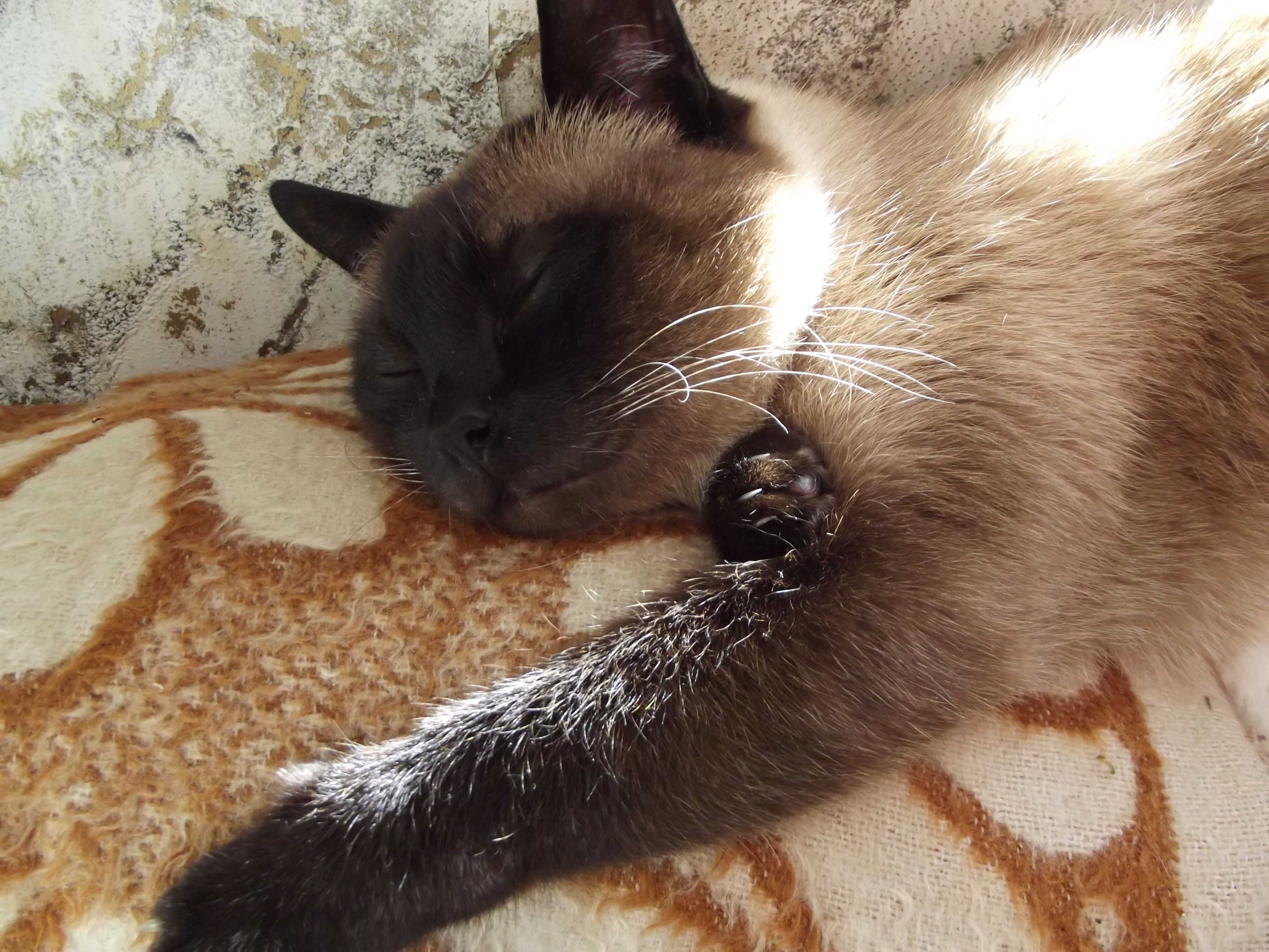 Котэ волосат