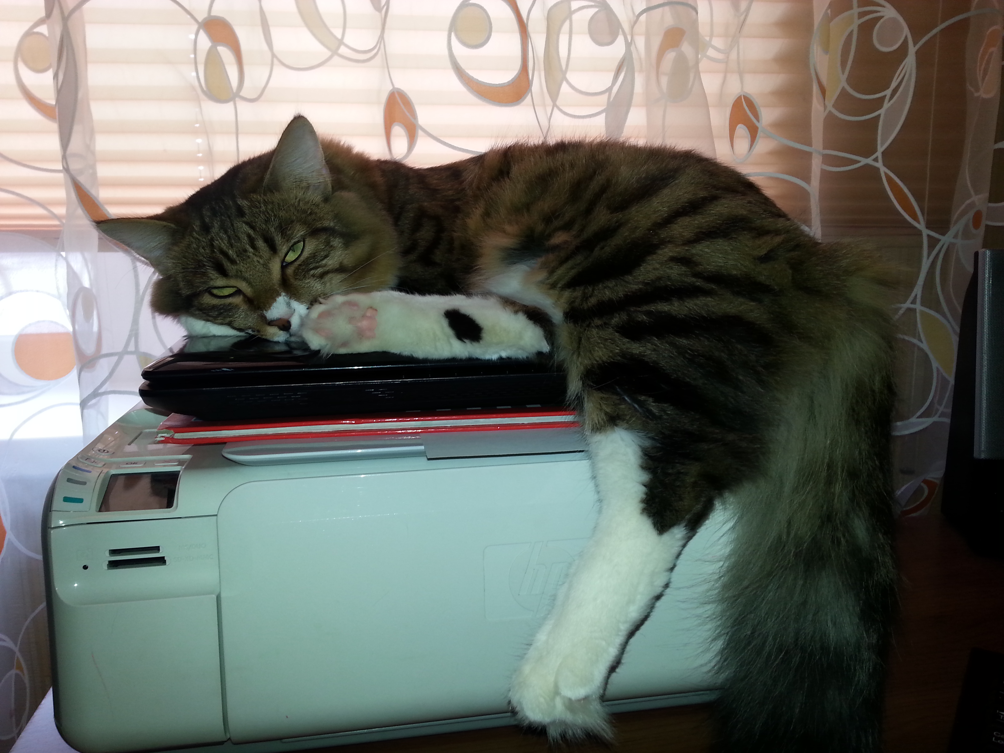 маладой код не збид))))