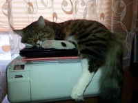 маладой код не збид))))