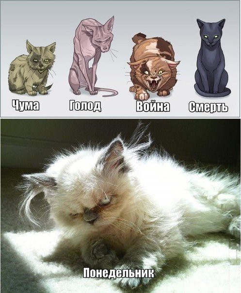 Кош мар