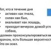 Осёл