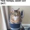 Занять кота Занять кота