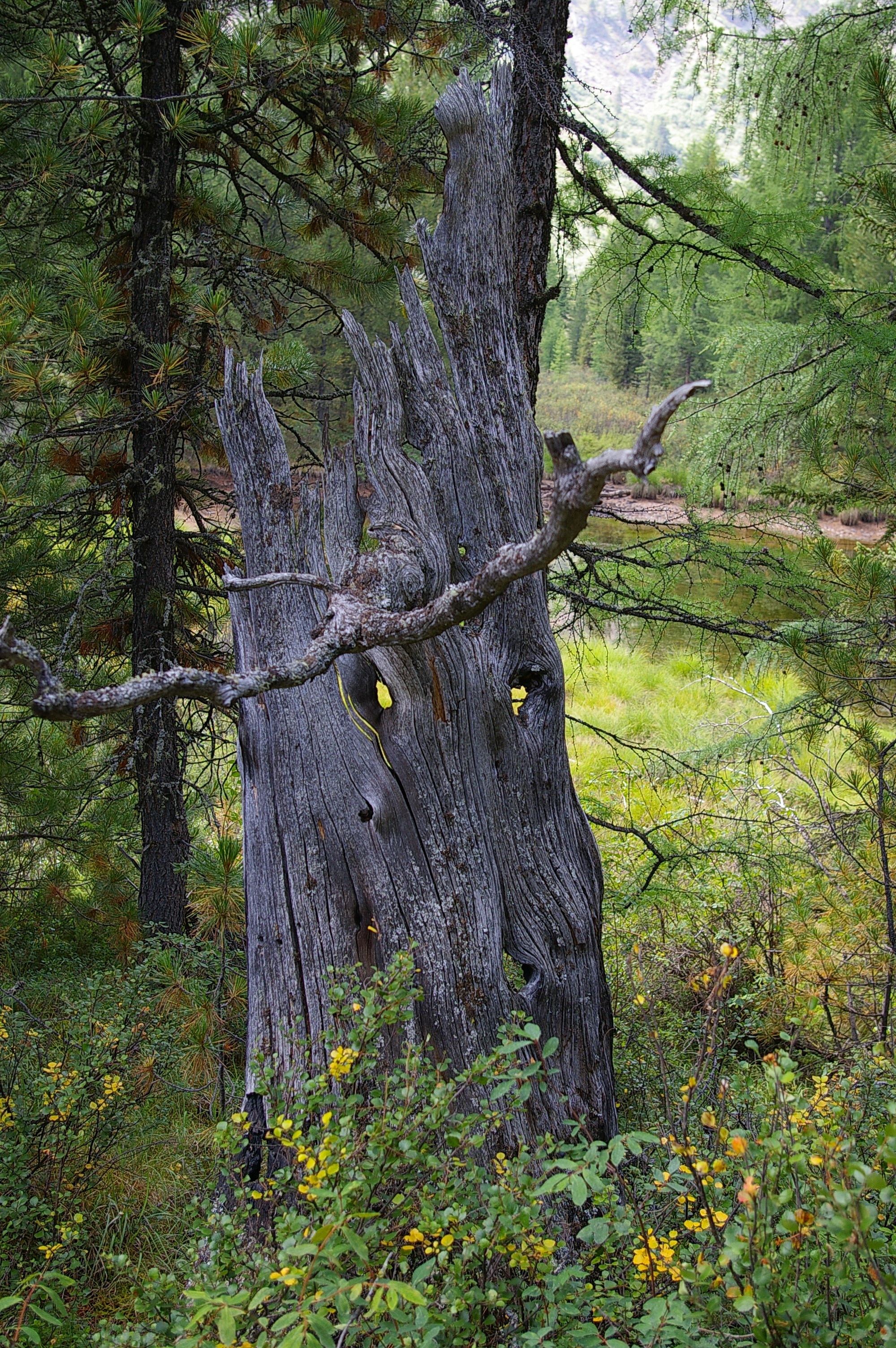 он смотрит за нами