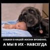 Собаки в нашей жизни