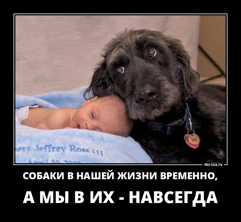 Собаки в нашей жизни