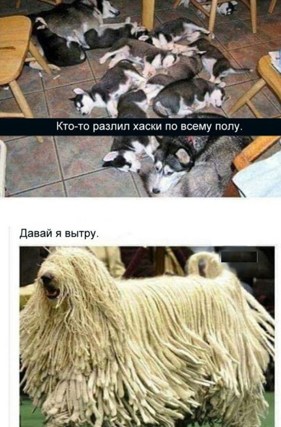 Хаски