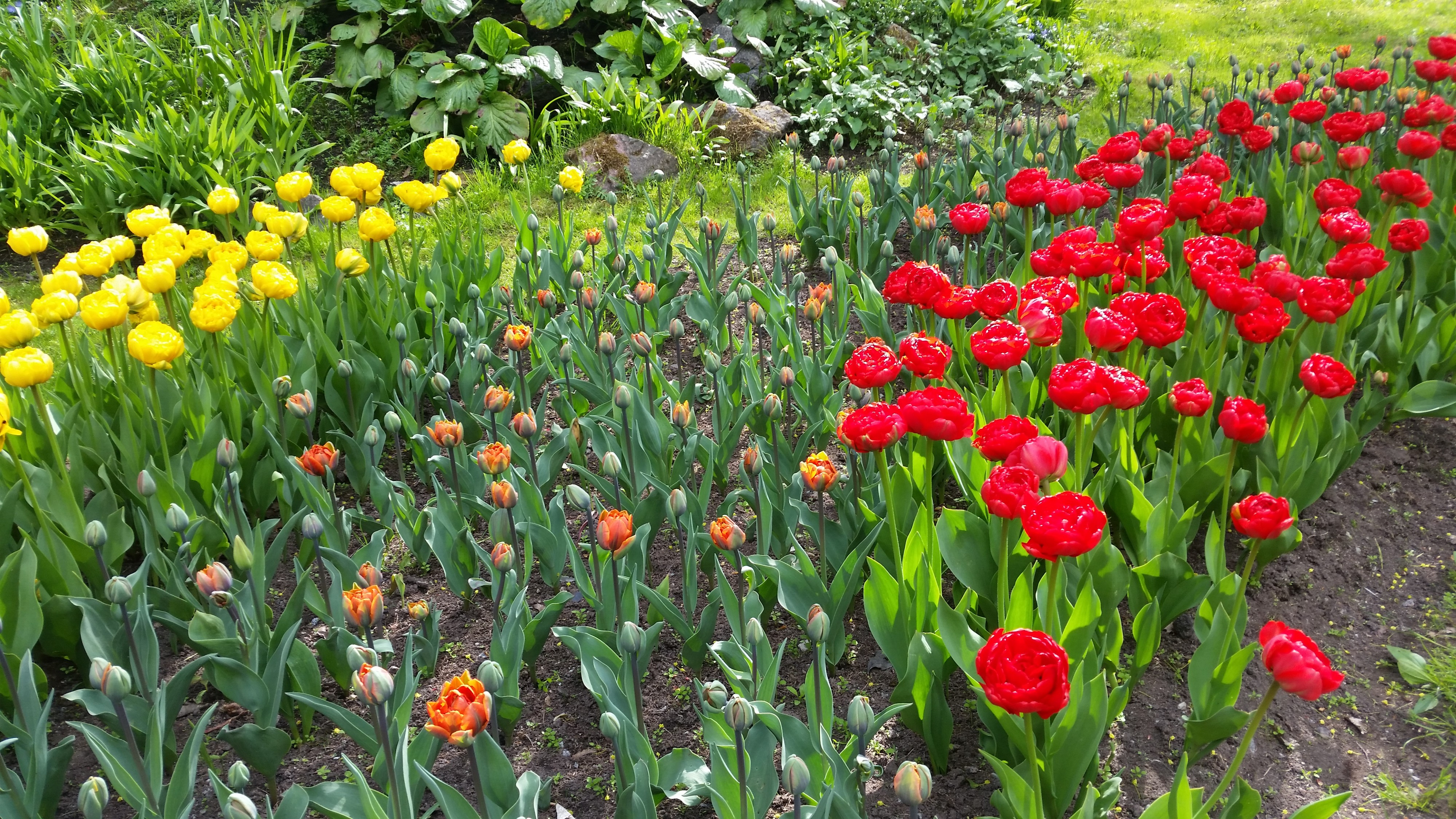 Моё, Санкт-Петербург, город, хорошо, фестиваль тюльпанов