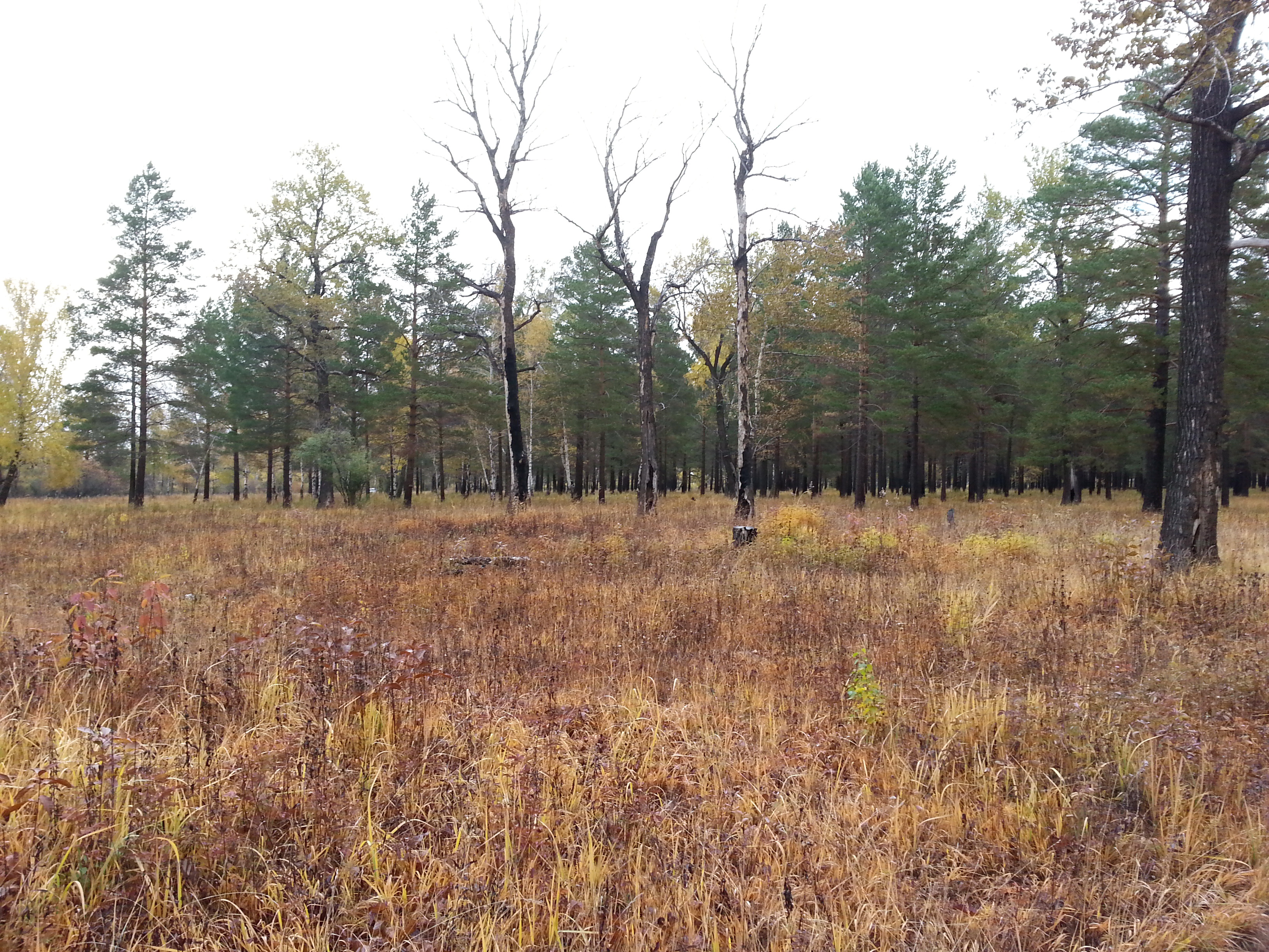 осень, трое, 2013))))))